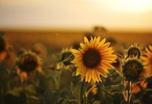 Πώς δουλεύουν οι θετικές δηλώσεις;