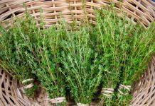 Beneficial properties… thyme!!!! It’s good for your hair too.