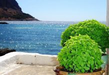 The aromatic basil with many health benefits